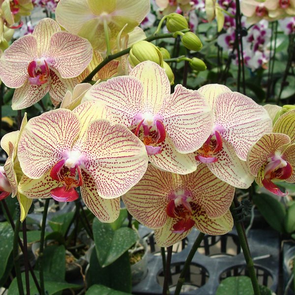 Doritaenopsis I-Hsin Spot Leopard (SP115)