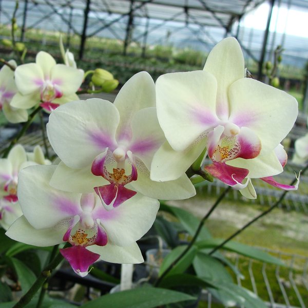 Doritaenopsis Jiaho Kitty Face 'Rainbow' (SP128)