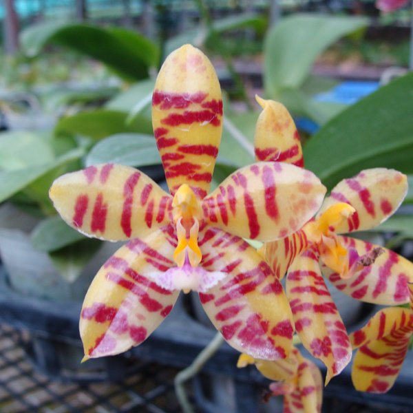 Phalaenopsis El Tigre 'Ipoh Magic' (SP300)
