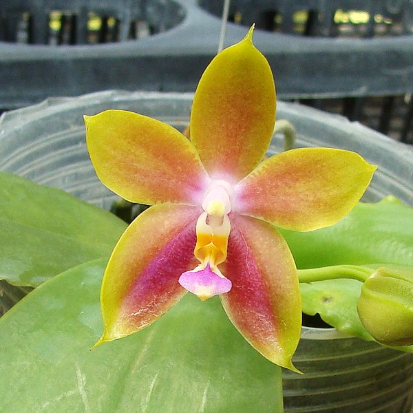 Phalaenopsis Penang Girl (SP301)