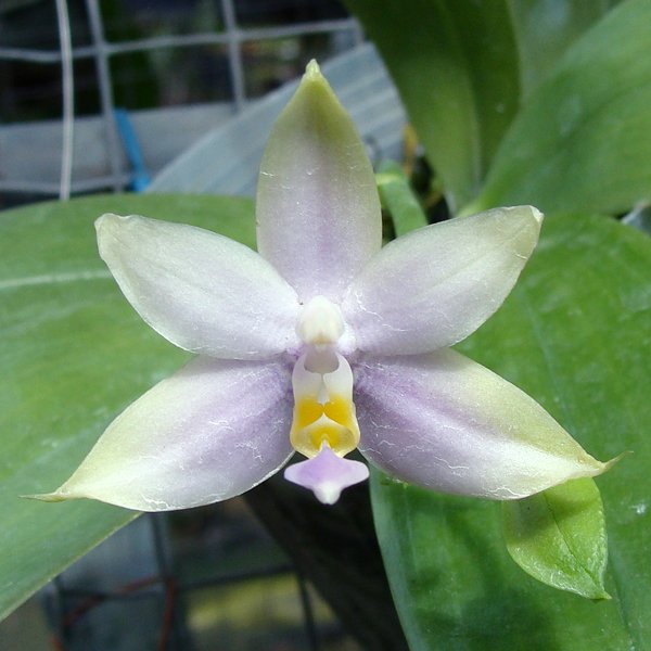 Phalaenopsis Voilacea 'Coerulea' (SP302)