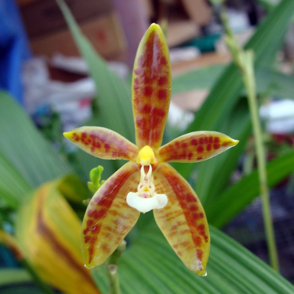 Phalaenopsis Cornu-Cervi (SP303)