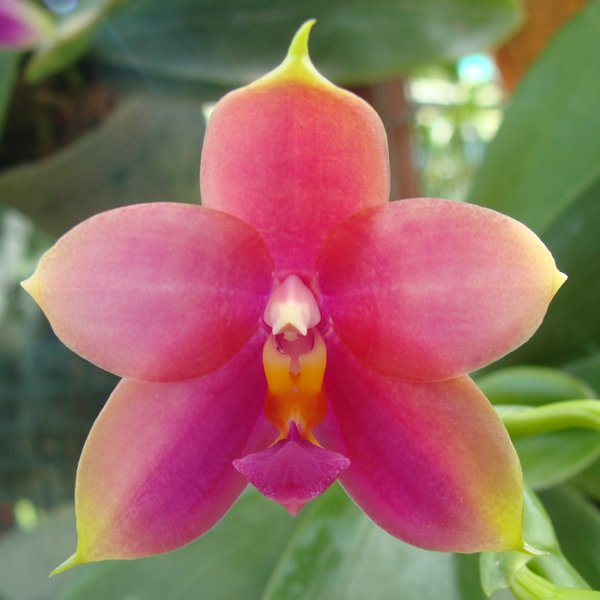 Phalaenopsis Princess Kaiulani (SP304)