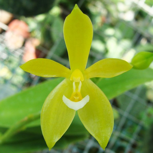 Phalaenopsis Cornu-Cervi var Alba (SP309)