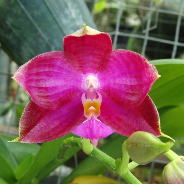 Phalaenopsis Coral Isle × Phalaenopsis Gelblieber × Phalaenopsis violacea (SP312)