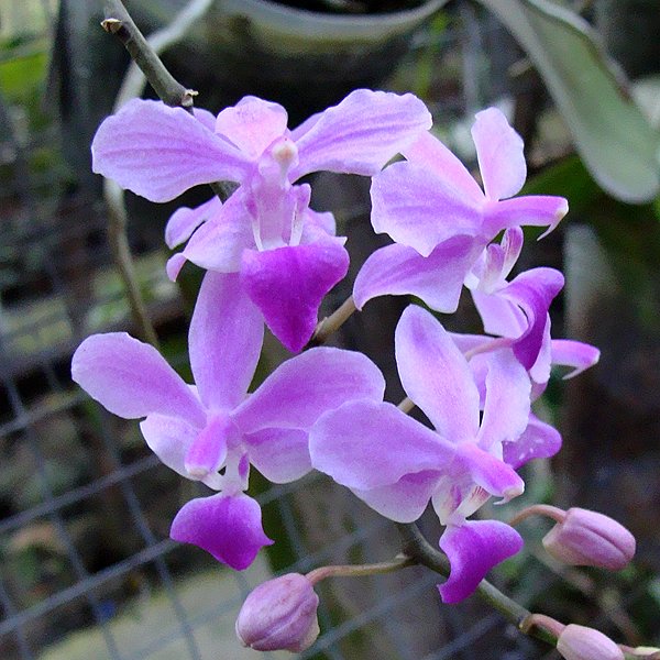 Doritaenopsis Purple Gem (SP313)