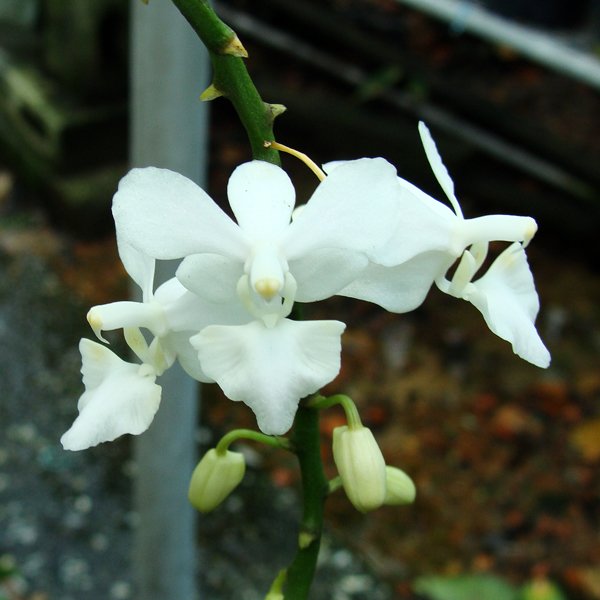 Phalaenopsis Purple Gem 'Alba' (SP314)