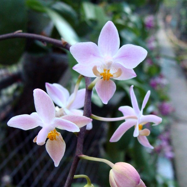 Phalaenopsis Equestris 'Orange' (SP315)