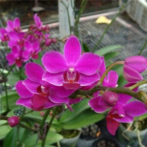 Doritaenopsis Jiaho Cherry × Phalaenopsis Zuma's Pixie (SP317)