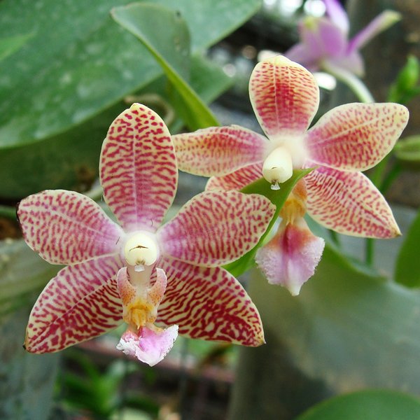 Phalaenopsis Carribean Sunset × Budi Linuhung (SP318)