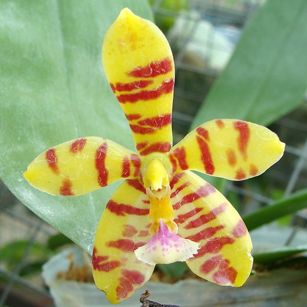 Phalaenopsis Ipoh Super Star (SP321)