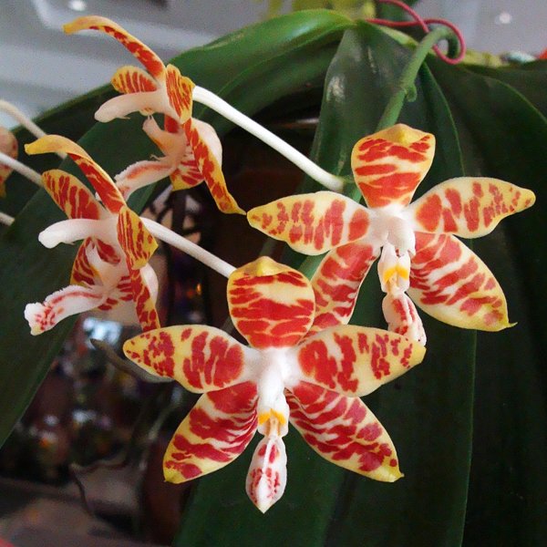 Phalaenopsis Amboinensis (SP64)