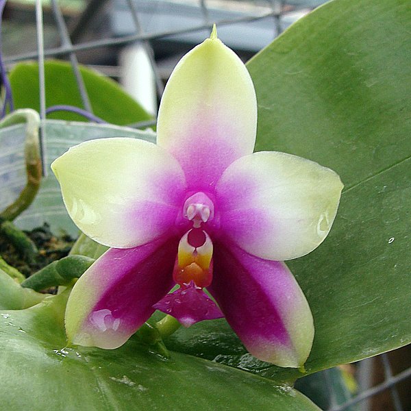 Phalaenopsis bellina syn. Phal. violacea var. Borneo (SP69)