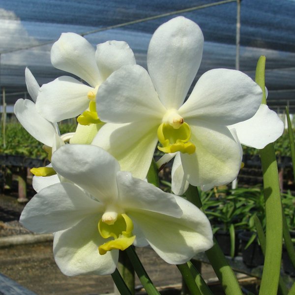 Vanda Penang Manila (SV104)