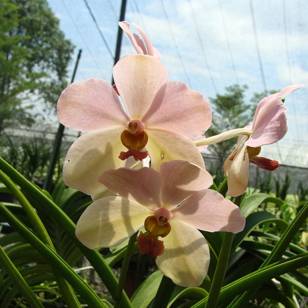 Ascocenda Abdul Ghani Othman (SV105)