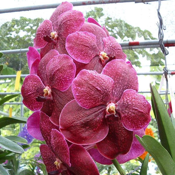 Vanda Robert's Delight 'Red Black' (SV107)
