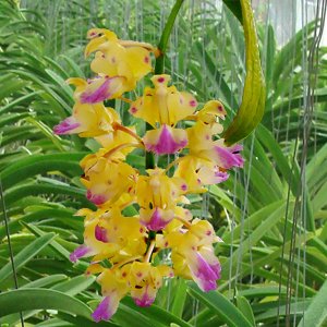 Aerides houlletiana (SV114)