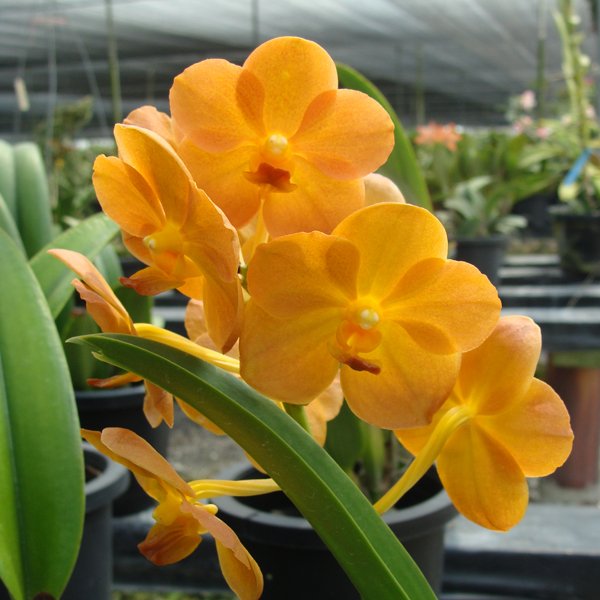 Vanda JVB × Charles Goodfellow (SV14)