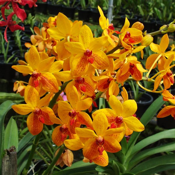 Vanda Sandy Gold (SV16)