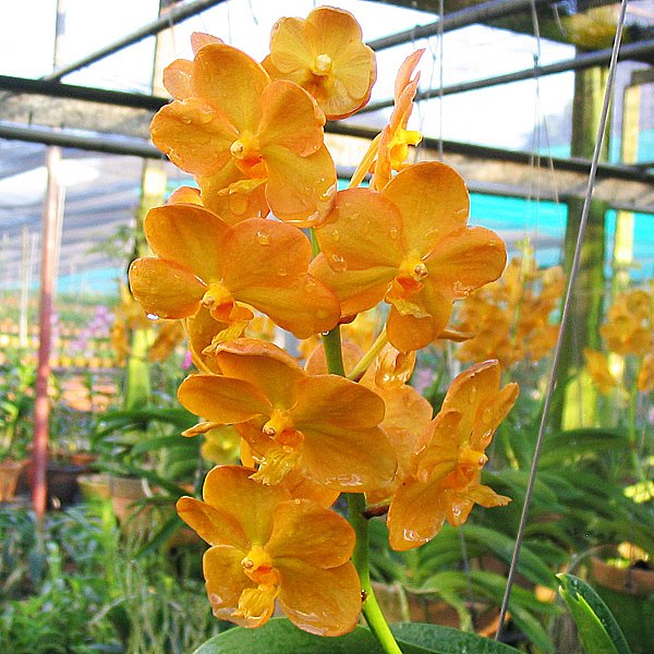 Ascocenda Fuchs Gold (SV18)