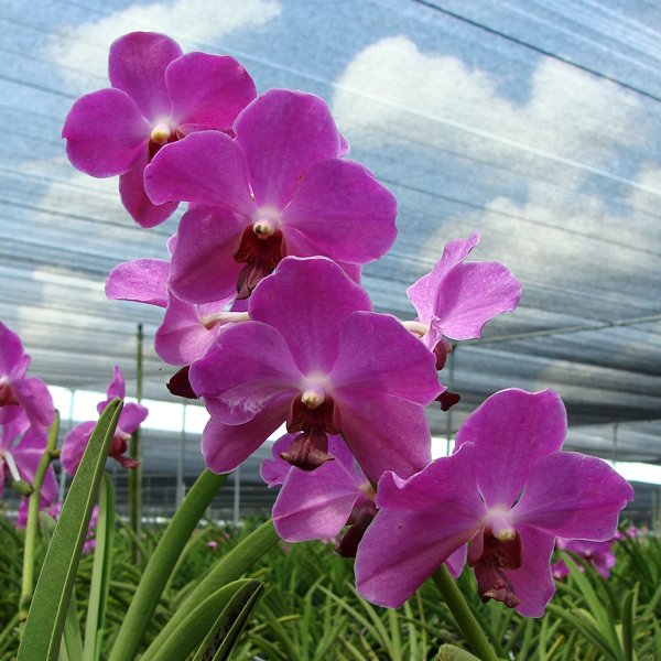 Vanda JVB × Gordon Dillon (SV21)