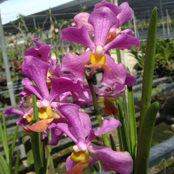Vanda Memo Som Jit × Tessellata (SV59)