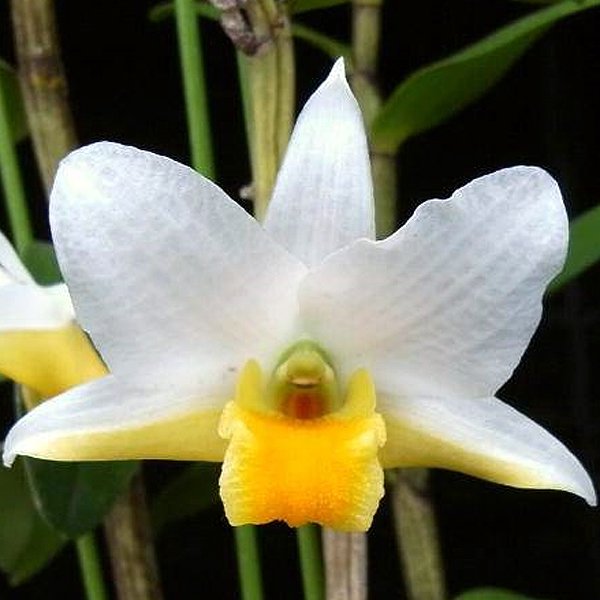 Dendrobium ovipostoriferum (T34)