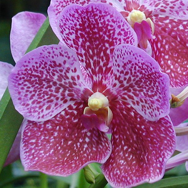 Vanda Dr. Anek × sanderiana (V235)