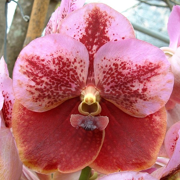 Vanda Jimmy Miller (V280)