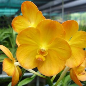 Ascocenda Tubtim Velvet × Vanda Charles Good Fellow (V319)