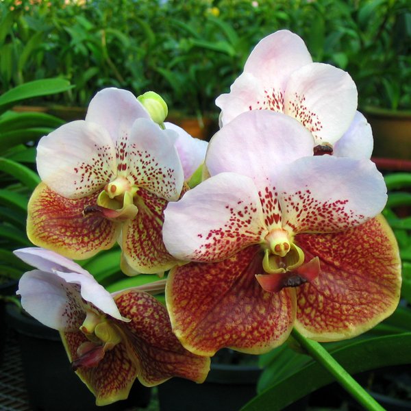 Vanda Kultana Ruby × Sanderiana (V366)