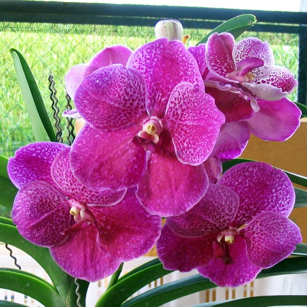 Vanda orchid
