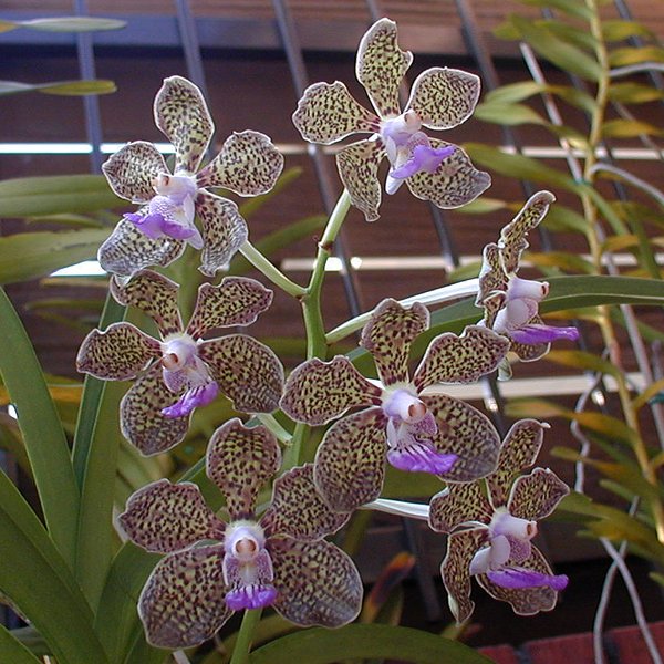 Vanda Mimi Palmer (VMP)