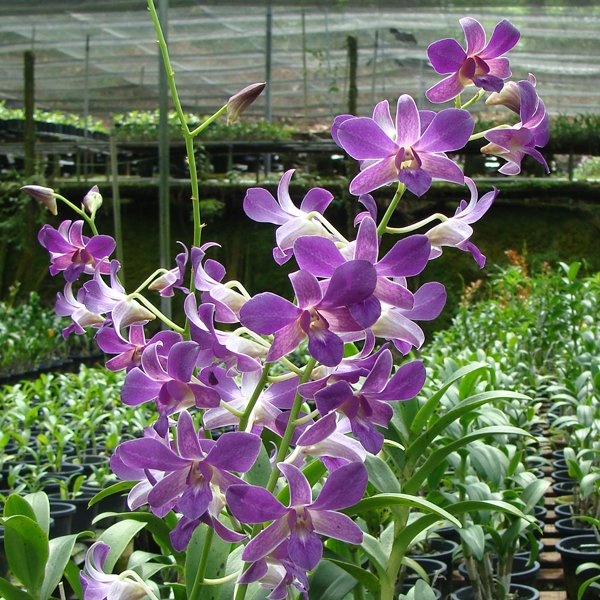 Dendrobium Isumi × Den Halawa Lois (X290)