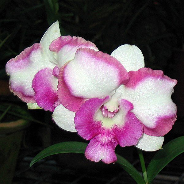 D Ekapol 'King Dragon' × D Anucha 'Flare' (X295)