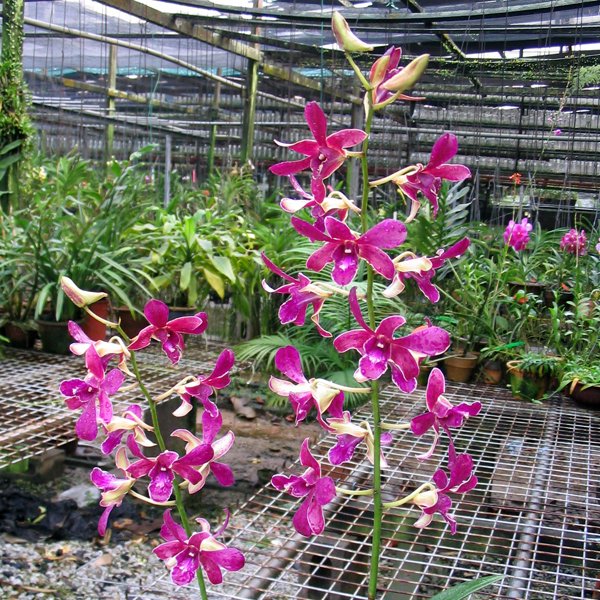 Dendrobium Da × Dendrobium Udom Blue Angel (X302)
