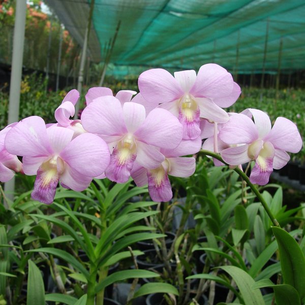 Dendrobium Mikasa 'Pink' (X325)