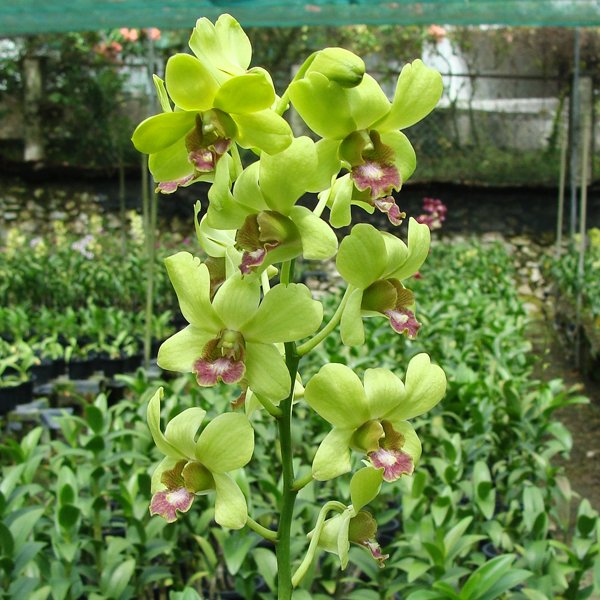 Dendrobium Burana Jade (X329)