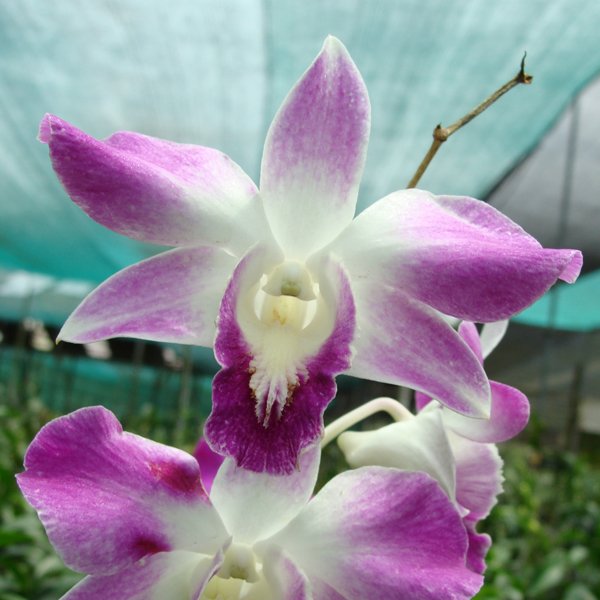 Dendrobium Sonia 'Mutation' (X360)