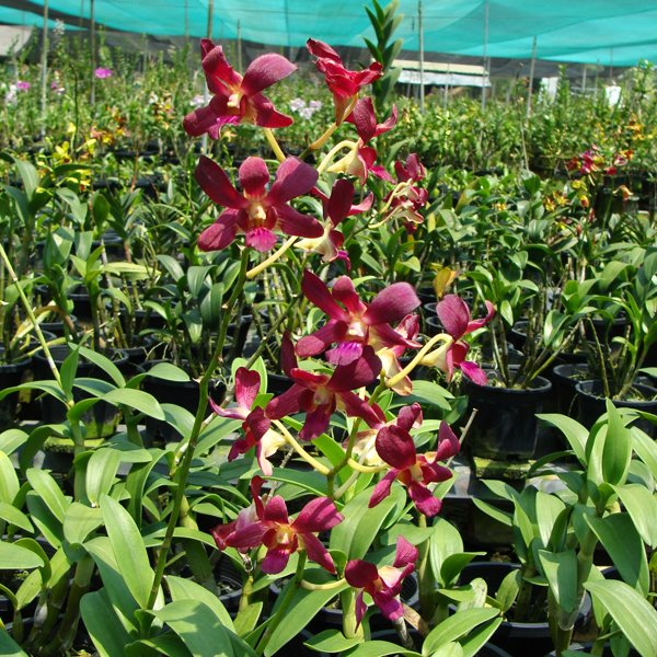 Dendrobium Bobby Messina Red (X364)