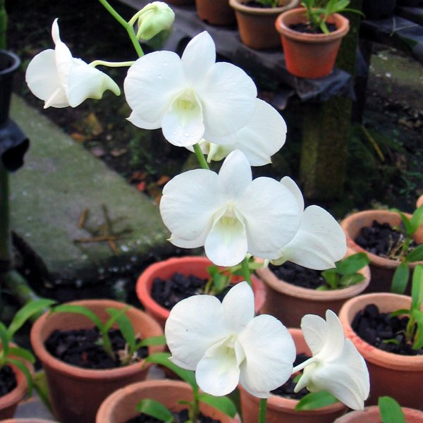 Dendrobium White Dragon (X379)