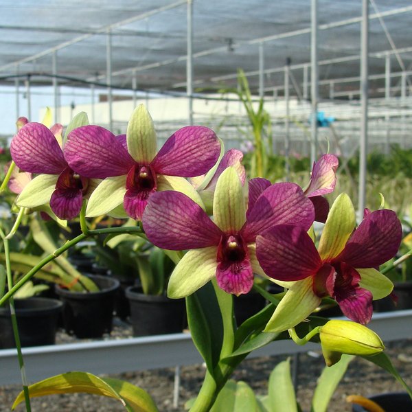 Dendrobium Suwan Gold (X396)