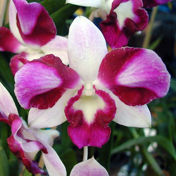 Dendrobium King Dragon (X411)