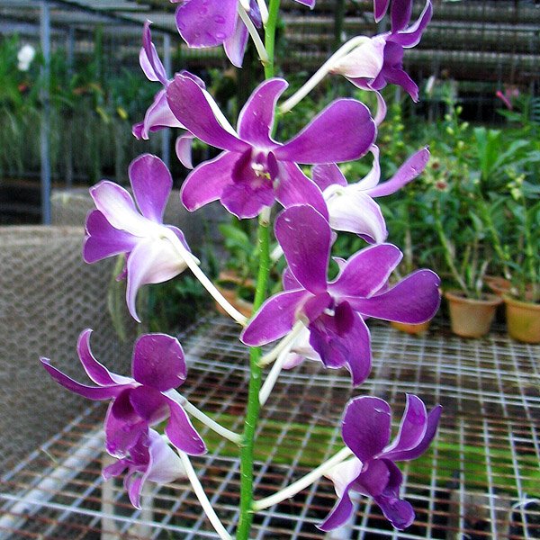 Dendrobium Halawa Beauty × Dendrobium Halawa Holoi (X412)