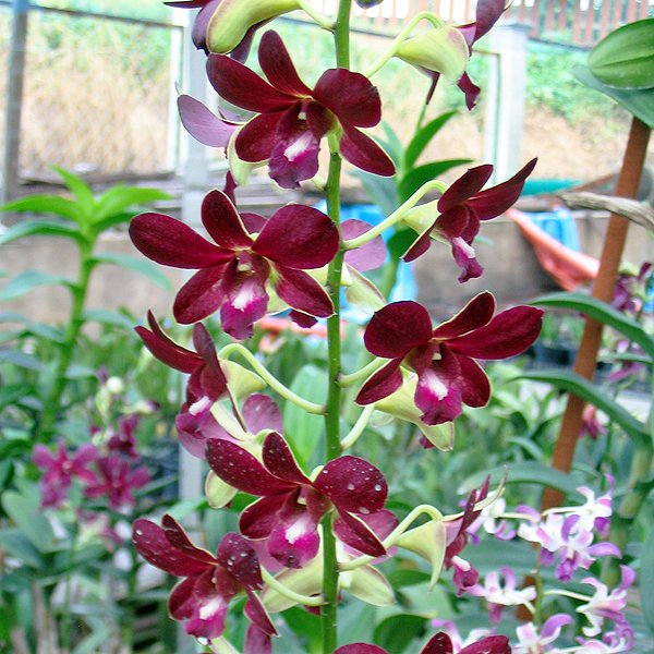 Dendrobium Burana Jade (X416)