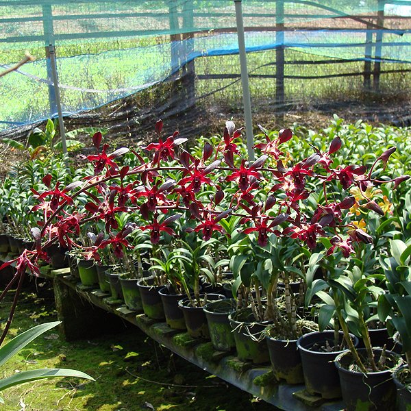 Dendrobium Nill Mongorn (X420)