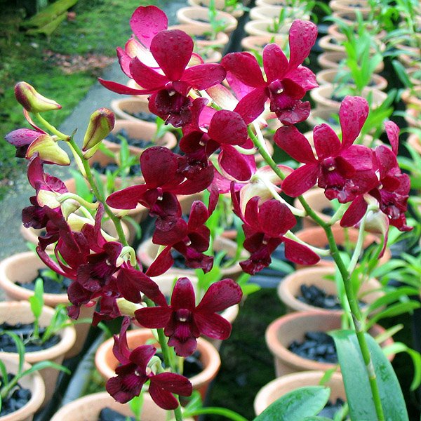 Dendrobium Burana Dark Blue (X422)