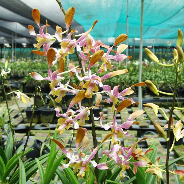 Plant Dendrobium Sun Chuli (X425)