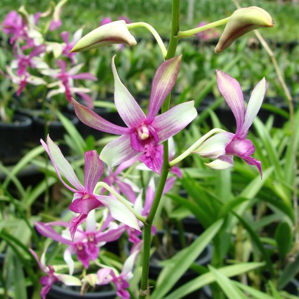 Dendrobium Ceasar Pinky (X426)