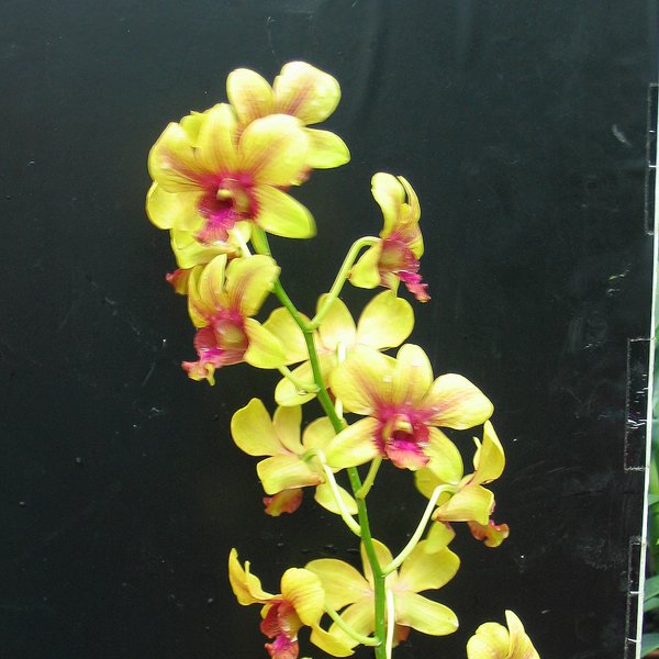 Dendrobium Udom Gold (X430)